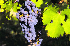Tout sur les cépages Cabernet