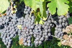 Tout sur les cépages Merlot