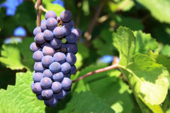 Tout sur les cépages Pinot